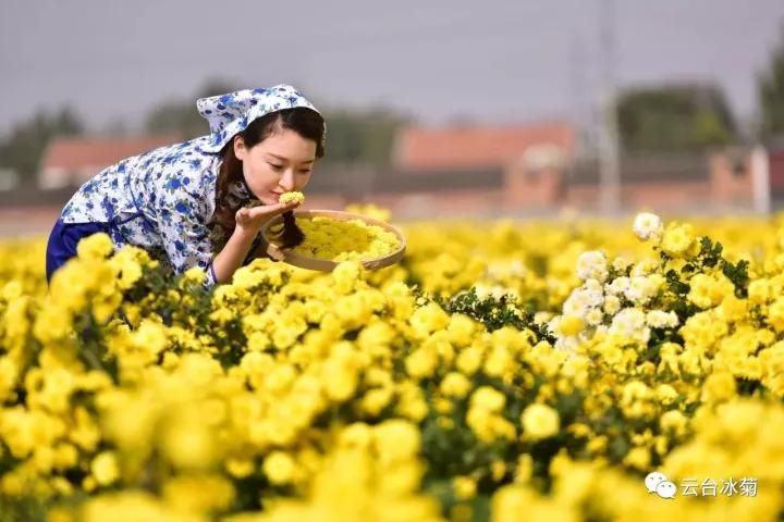 云臺(tái)冰菊基地發(fā)生了什么？一批批領(lǐng)導(dǎo)專家團(tuán)隊(duì)前來(lái)！