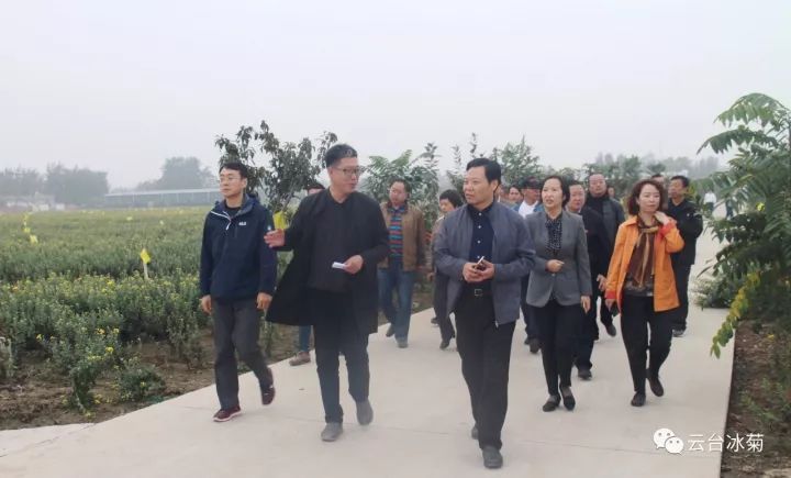 云臺冰菊基地發(fā)生了什么？一批批領(lǐng)導(dǎo)專家團隊前來！