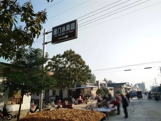 如何找到云臺(tái)冰菊？怎樣找到云臺(tái)冰菊？